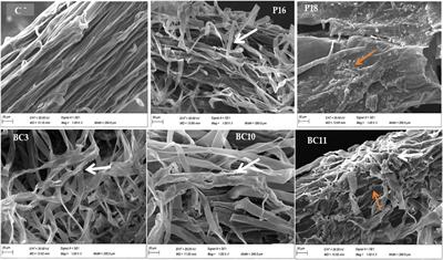 Improving the efficiency of phosphate rocks combined with phosphate solubilizing Actinomycetota to increase wheat growth under alkaline and acidic soils
